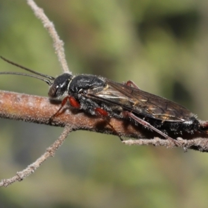 Thynninae (subfamily) at Acton, ACT - 14 Jan 2022