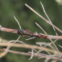 Thynninae (subfamily) at Acton, ACT - 14 Jan 2022