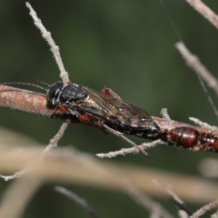 Thynninae (subfamily) at Acton, ACT - 14 Jan 2022 12:12 PM