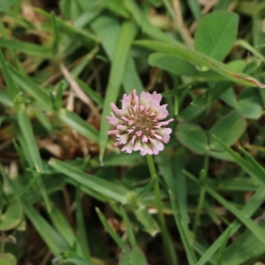 Trifolium pratense at Pambula, NSW - 3 Jan 2022 02:07 PM