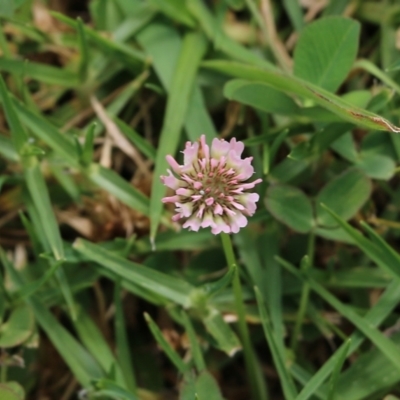 Trifolium pratense (Red Clover) at Pambula, NSW - 3 Jan 2022 by KylieWaldon