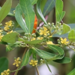 Tristaniopsis laurina (Kanooka, Water Gum) at Bega, NSW - 4 Jan 2022 by KylieWaldon
