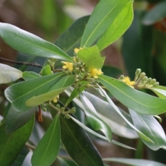 Tristaniopsis laurina at Bega, NSW - 4 Jan 2022