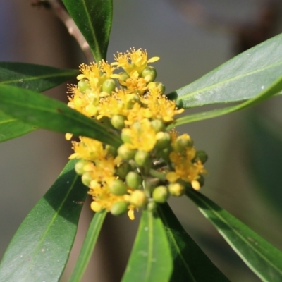 Tristaniopsis laurina (Kanooka, Water Gum) at Bega, NSW - 4 Jan 2022 by KylieWaldon