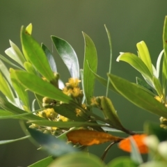 Tristaniopsis laurina at Bega, NSW - 4 Jan 2022 07:16 AM