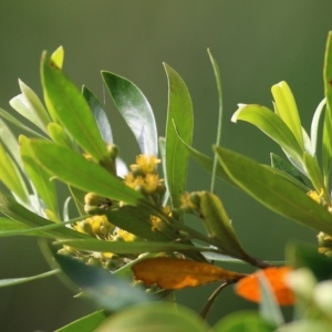 Tristaniopsis laurina at Bega, NSW - 4 Jan 2022