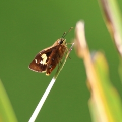 Trapezites symmomus (Splendid Ochre) at Bega, NSW - 4 Jan 2022 by KylieWaldon