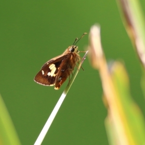 Trapezites symmomus at Bega, NSW - 4 Jan 2022