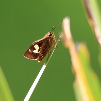 Trapezites symmomus (Splendid Ochre) at Bega, NSW - 3 Jan 2022 by KylieWaldon