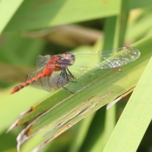 Diplacodes melanopsis at Bega, NSW - 4 Jan 2022