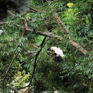 Cacatua sanguinea at Bega, NSW - 4 Jan 2022 07:37 AM