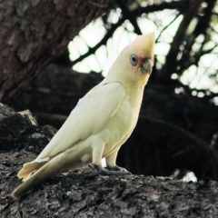 Cacatua sanguinea at Bega, NSW - 4 Jan 2022 07:37 AM