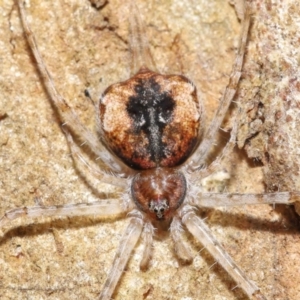 Tamopsis sp. (genus) (Two-tailed spider) at Acton, ACT by TimL