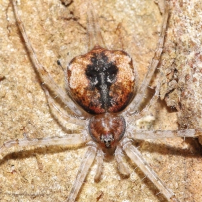 Tamopsis sp. (genus) (Two-tailed spider) at Acton, ACT - 14 Jan 2022 by TimL