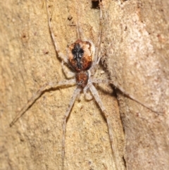 Tamopsis sp. (genus) at Acton, ACT - 14 Jan 2022