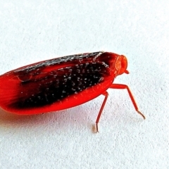 Achilus flammeus (Red fungus bug) at Crooked Corner, NSW - 18 Dec 2021 by Milly