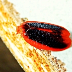 Achilus flammeus at Crooked Corner, NSW - 19 Dec 2021