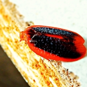 Achilus flammeus at Crooked Corner, NSW - 19 Dec 2021