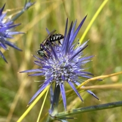 Crabroninae (subfamily) (Unidentified solitary wasp) at Goorooyarroo NR (ACT) - 12 Jan 2022 by AJB