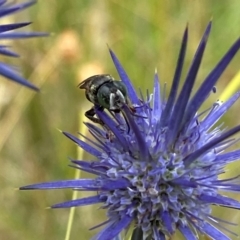 Crabroninae (subfamily) at Throsby, ACT - 12 Jan 2022 03:01 PM