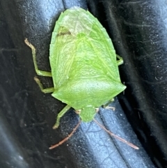 Cuspicona simplex (Green potato bug) at Jerrabomberra, NSW - 19 Jan 2022 by SteveBorkowskis