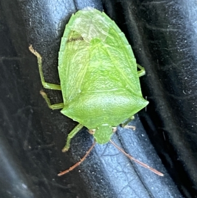 Cuspicona simplex (Green potato bug) at Jerrabomberra, NSW - 19 Jan 2022 by SteveBorkowskis