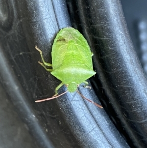 Cuspicona simplex at Jerrabomberra, NSW - 19 Jan 2022