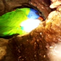 Trichoglossus moluccanus (Rainbow Lorikeet) at Red Hill Nature Reserve - 18 Jan 2022 by MichaelMulvaney