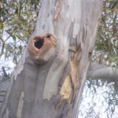 Trichoglossus moluccanus at Garran, ACT - 19 Jan 2022