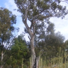 Trichoglossus moluccanus at Garran, ACT - 19 Jan 2022