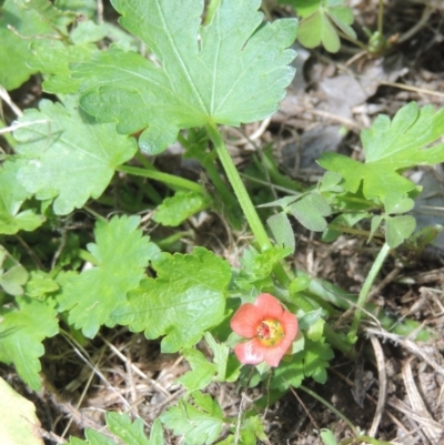 Modiola caroliniana (Red-flowered Mallow) at Pollinator-friendly garden Conder - 29 Nov 2021 by michaelb