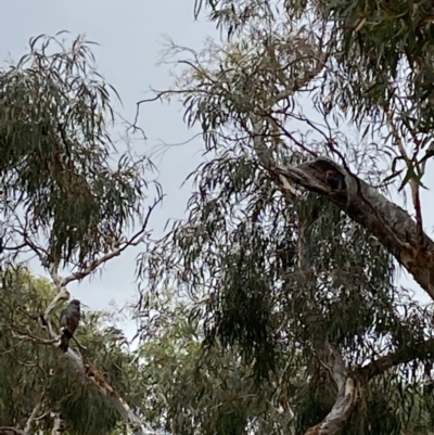 Callocephalon fimbriatum (Gang-gang Cockatoo) at Hackett, ACT - 19 Jan 2022 by MargL