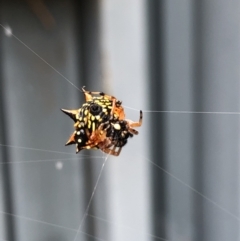 Austracantha minax (Christmas Spider, Jewel Spider) at Campbell, ACT - 18 Jan 2022 by Crash
