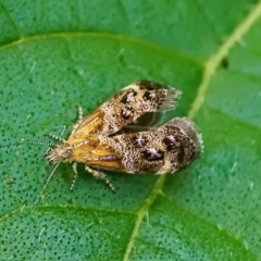 Tebenna micalis (Small Thistle Moth) at Page, ACT - 18 Jan 2022 by DonTaylor