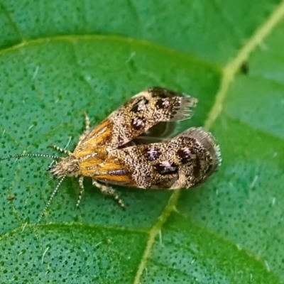 Tebenna micalis (Small Thistle Moth) at Page, ACT - 18 Jan 2022 by DonTaylor