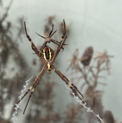 Argiope (genus) (A St. Andrew's cross spider) at Tacoma South, NSW - 8 Jan 2022 by Crash