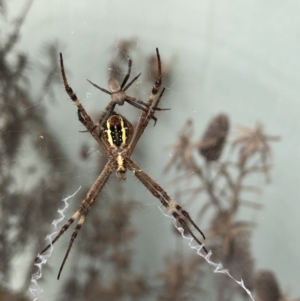 Unidentified Spider (Araneae) (TBC) at suppressed by Crash