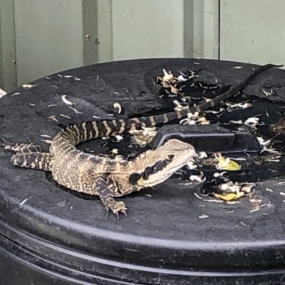 Intellagama lesueurii lesueurii (Eastern Water Dragon) at Tacoma South, NSW - 6 Jan 2022 by Crash