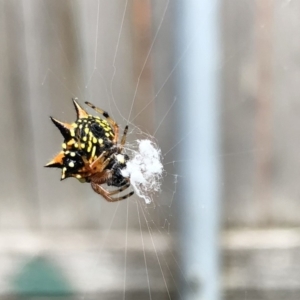 Austracantha minax at Campbell, ACT - 19 Jan 2022