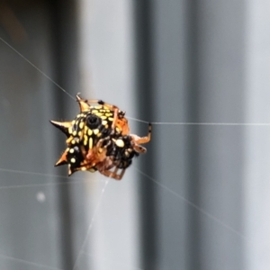 Austracantha minax at Campbell, ACT - 19 Jan 2022