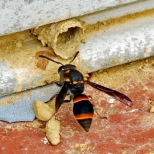 Paralastor sp. (genus) at Page, ACT - 19 Jan 2022