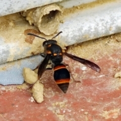 Paralastor sp. (genus) at Page, ACT - 19 Jan 2022 11:24 AM