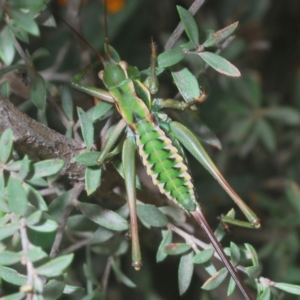 Chlorodectes montanus at Uriarra, NSW - 17 Jan 2022