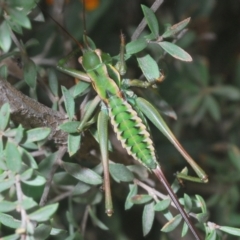 Chlorodectes montanus (Montane green shield back katydid) at Brindabella National Park - 17 Jan 2022 by Harrisi