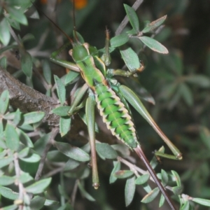 Unidentified Grasshopper, Cricket or Katydid (Orthoptera) (TBC) at suppressed by Harrisi