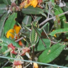 Chlorodectes montanus at Uriarra, NSW - 17 Jan 2022