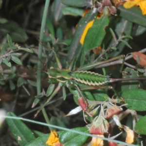 Chlorodectes montanus at Uriarra, NSW - 17 Jan 2022