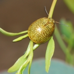 Paropsisterna cloelia (Eucalyptus variegated beetle) at Cotter Reserve - 17 Jan 2022 by Harrisi