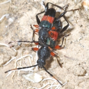 Obrida fascialis at Cotter River, ACT - 17 Jan 2022