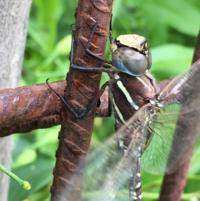 Adversaeschna brevistyla (Blue-spotted Hawker) at Lower Boro, NSW - 26 Dec 2021 by mcleana